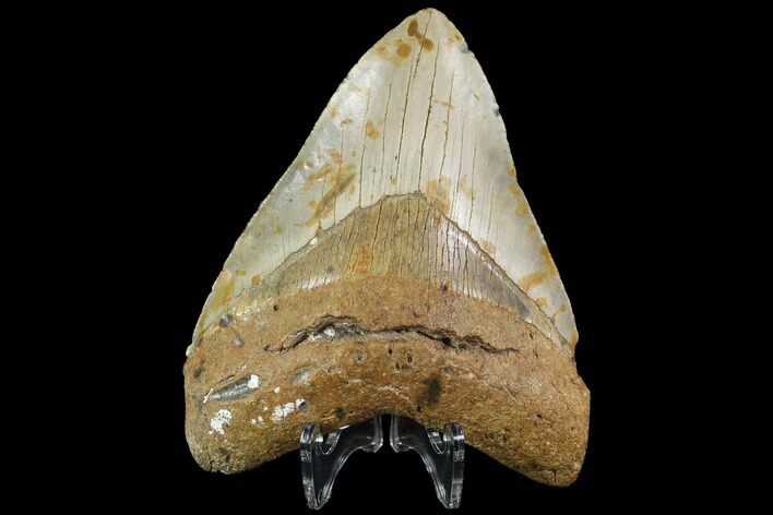 Fossil Megalodon Tooth - North Carolina #86963